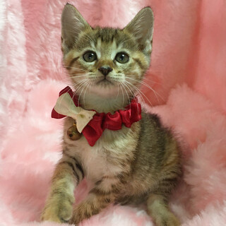 明るいオレンジのベンガル柄『レオちゃん』１ヶ月半