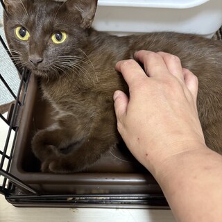 珍しいチョコレートカラー♡ルルちゃん♡