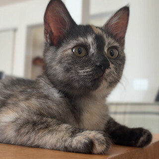 灰べっこう柄の女の子です！(現在トライアル中)