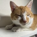 茶白で少しすっとんきょうな愛くるしい男の子です！
