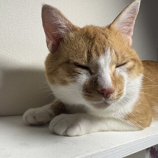 茶白で少しすっとんきょうな愛くるしい男の子です！