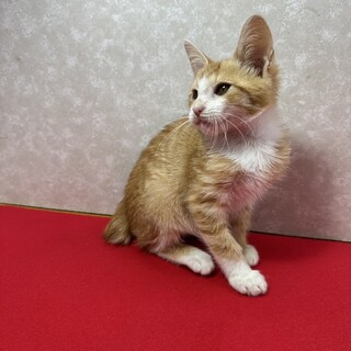 抱っこ、留守番、何でもござれ！甘えっ子❤コルク