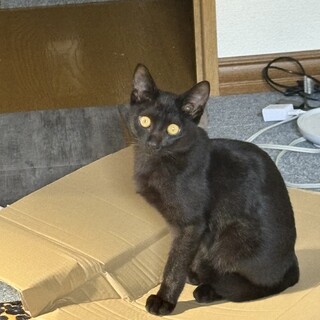 黒猫男の子　遊ぶのが大好き　甘えん坊　鍵しっぽ