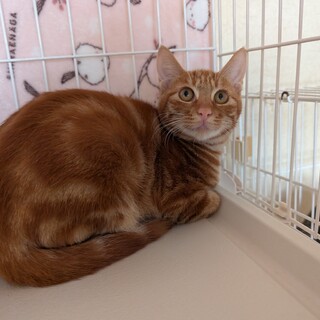 【緊急募集】危険な国道の側で保護【あついちくん】