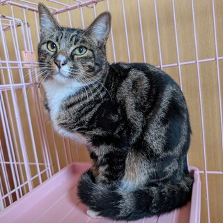 【緊急】危険な国道の側で保護【あつにくん】