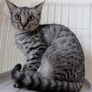 【緊急】危険な国道の側で保護【あつみちゃん】