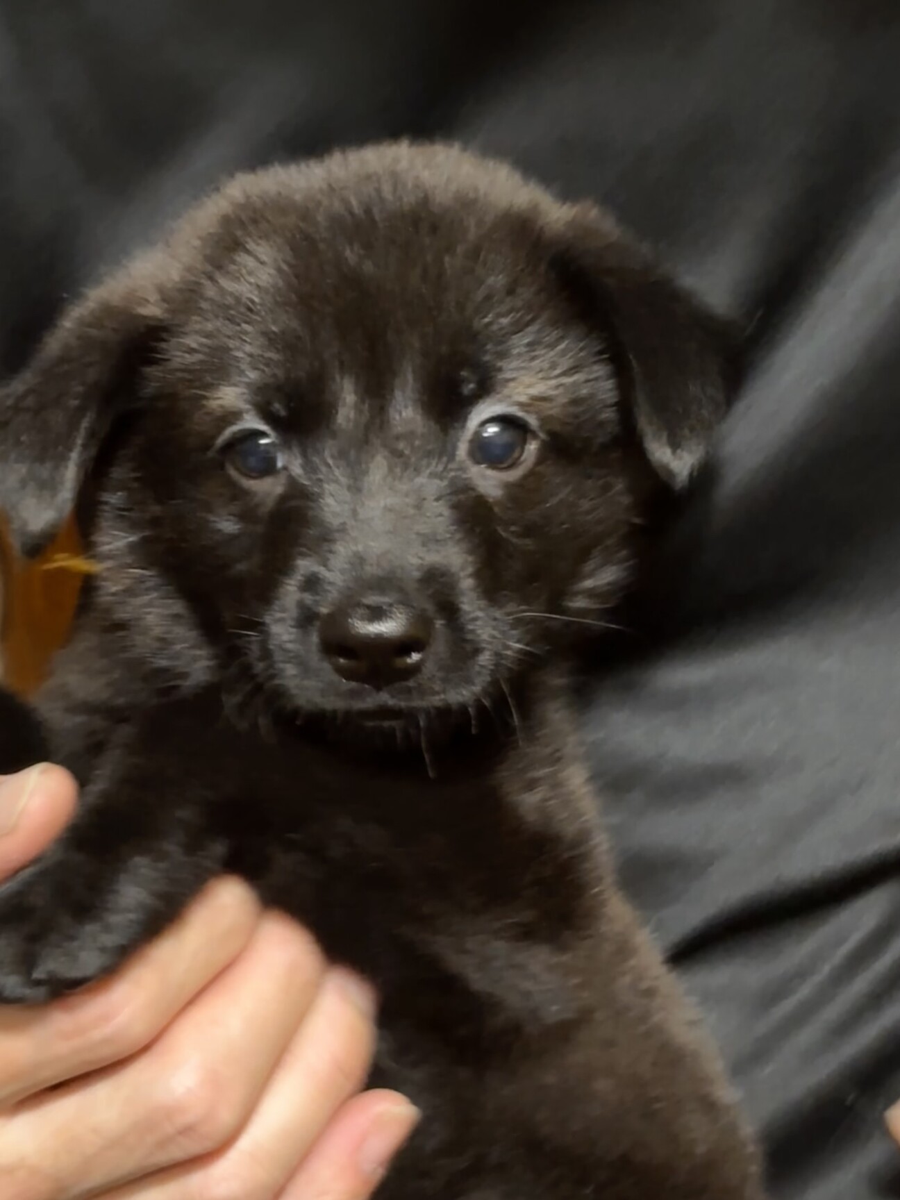 里親様決定】ジェミ♀の」神奈川県 - 犬の里親募集(526234