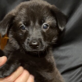 里親様決定】ジェミ♀の」神奈川県 - 犬の里親募集(526234