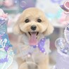 ちぃぱく