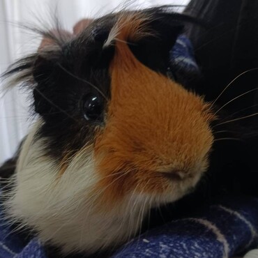 つぶらなひとみ