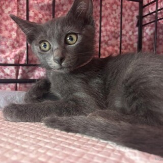 チームＳ甘えん坊瑠花ちゃん