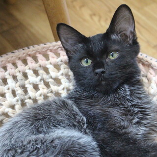 不思議な毛色のぼちぼち君