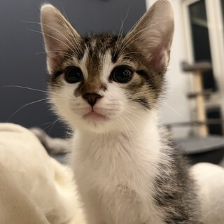 人も猫も大好き過ぎる❤︎里くん2ヶ月