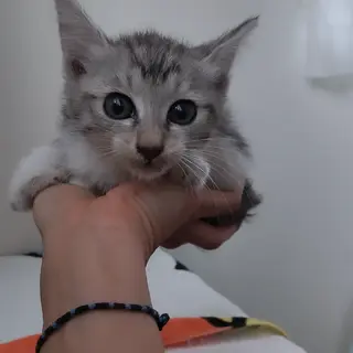 うちで迎えたいけど( *´艸｀)