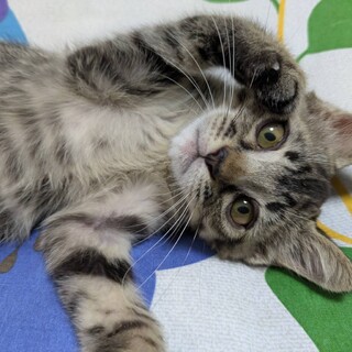 コロコロ可愛らしいキジトラの女の子。ひめちゃん