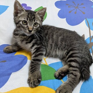 しっかり者のお兄ちゃんのようなサスケ君