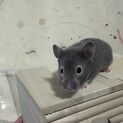 ハムスター(メス)生後１ヶ月