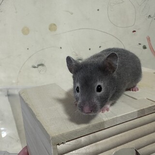 ハムスター(メス)生後１ヶ月