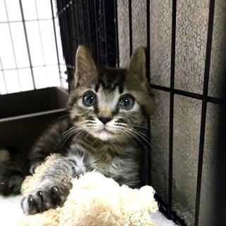 くるくる、可愛らしい尻尾が特徴の穏やかな猫