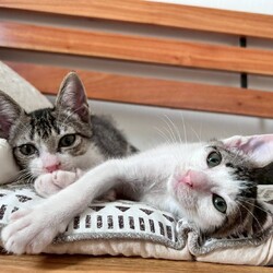 9/27(土）28（日）保護猫譲渡会を開催します！