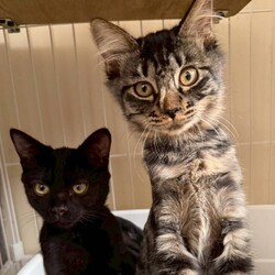 9/27(土）28（日）保護猫譲渡会を開催します！ サムネイル2