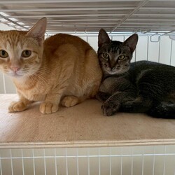 9/27(土）28（日）保護猫譲渡会を開催します！ サムネイル3