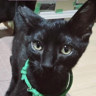 スリっスリのゴロゴロにゃんこ