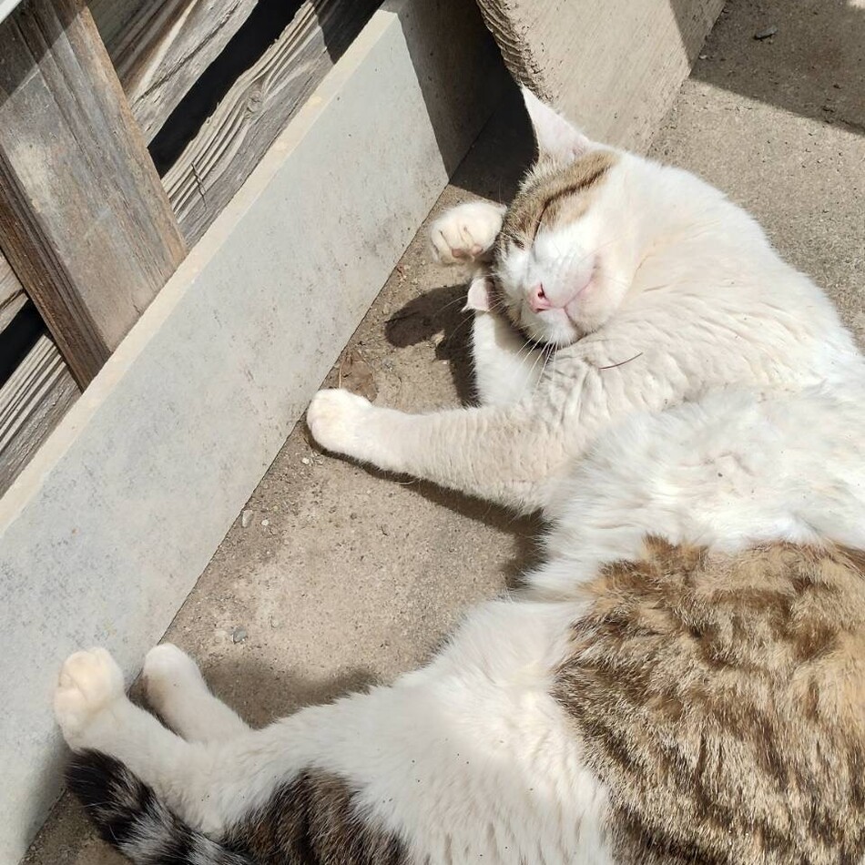 徳丸のカバー写真