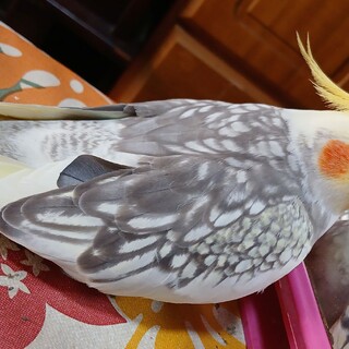 オカメインコ（パール）の里親さま募集