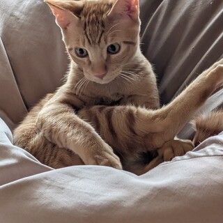 生後5ヶ月程の茶トラ男子をよろしくお願いします