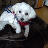 マルチーズの