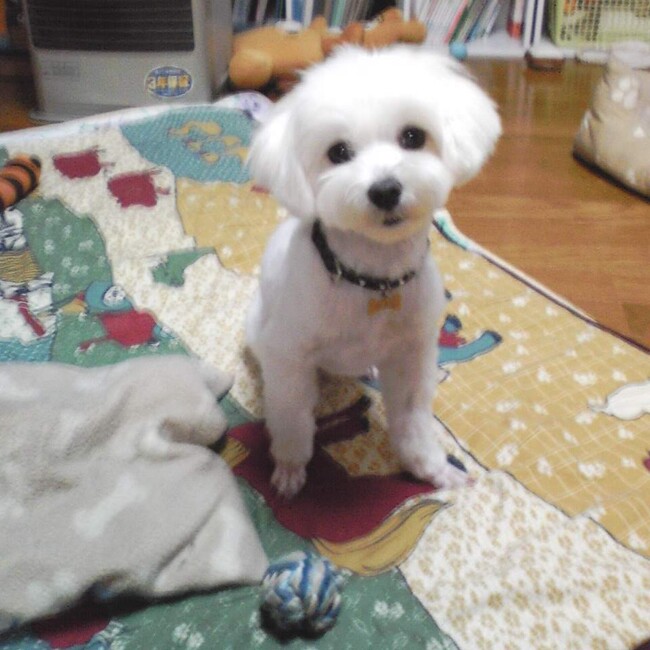 マルチーズののカバー写真