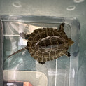 ニホンイシガメの稚亀（2025年9月13日孵化）