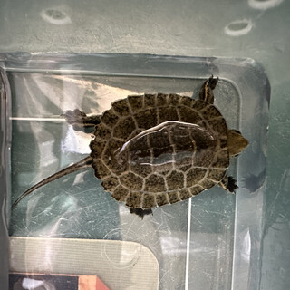 ニホンイシガメの稚亀（2025年9月13日孵化）