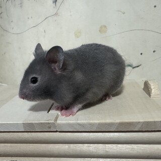 ハムスター(メス)生後１ヶ月