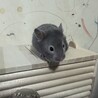 ハムスター(メス)生後１ヶ月 サムネイル2