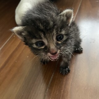 生後1~2ヶ月 ︎︎ 女の子の赤ちゃん