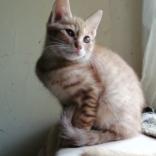 応募フォームから受付、チャトラ女子、子猫