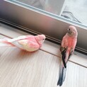 アキクサインコ 里親募集です