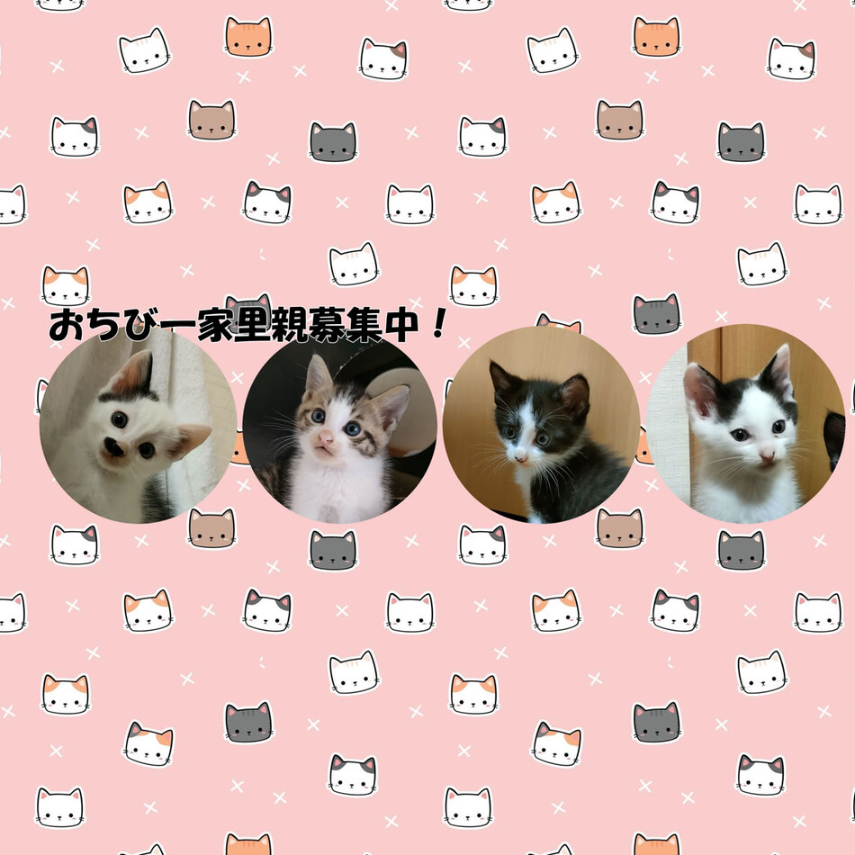 ねーねーのカバー写真