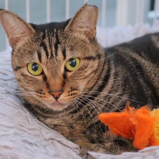 のんびり〜クレープちゃん