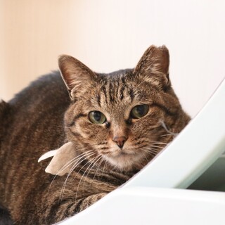 もっちりボディのリンリンちゃん