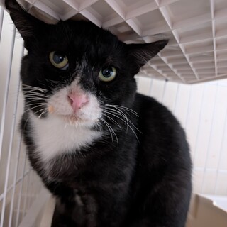 【緊急】危険な国道の側で保護【あつごくん】