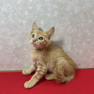 茶系長毛3兄弟！お手手繋いで譲渡会❤ラオウ