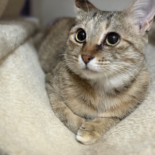 おとなしく優しいししゃも　大型犬も○