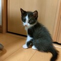 [保護猫]白黒★3か月の女の子