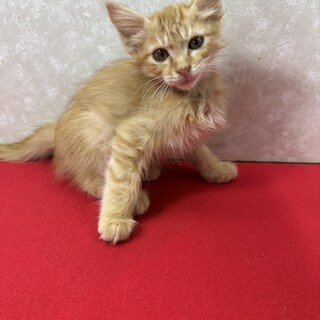 茶系長毛3兄弟！お手手繋いで譲渡会❤トキ