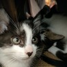 [保護猫]白黒★3か月の女の子 サムネイル3