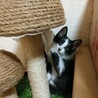 [保護猫]白黒★3か月の女の子 サムネイル5