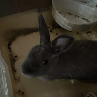 うさぎの里親さん募集です